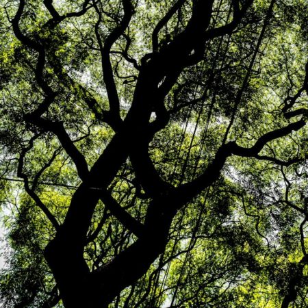 Pourquoi effectuer un Élagage à Domont sur les grands arbres ?